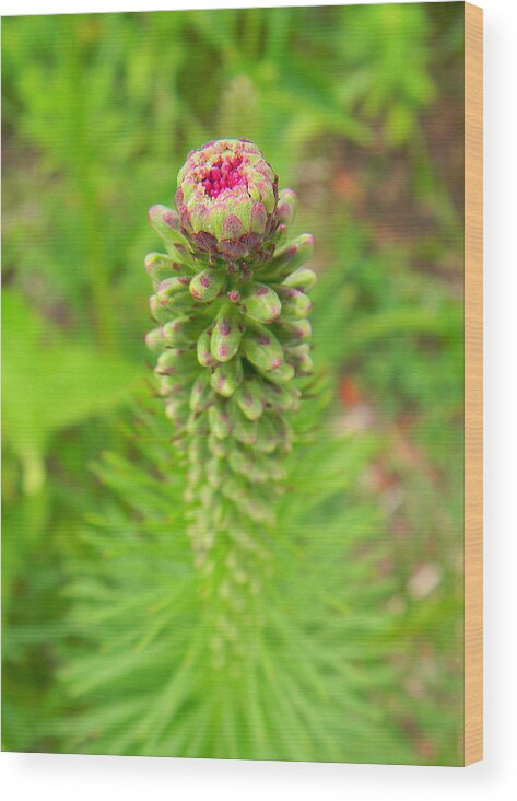  Wood Print featuring the photograph Towering Lupine by Mark J Seefeldt