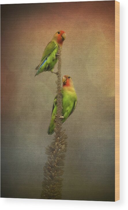 Peach Faced Lovebird Wood Print featuring the photograph Up and Away We Go by Saija Lehtonen