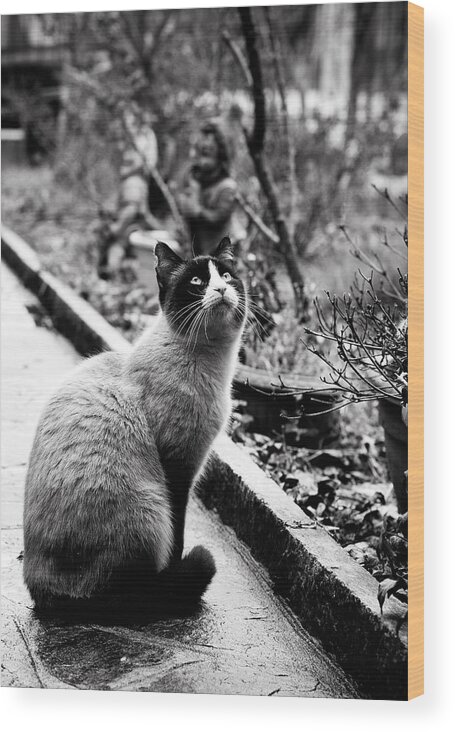 Cat Wood Print featuring the photograph Waiting by Laura Melis