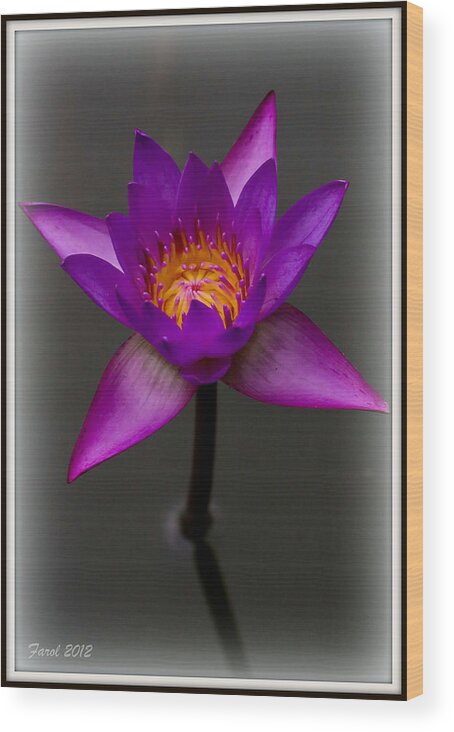 Water Wood Print featuring the photograph Water Lily by Farol Tomson