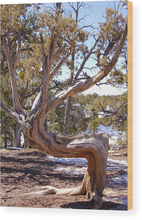 Grand Canyon Wood Print featuring the photograph Weathered Tree by Aisha Karen Khan