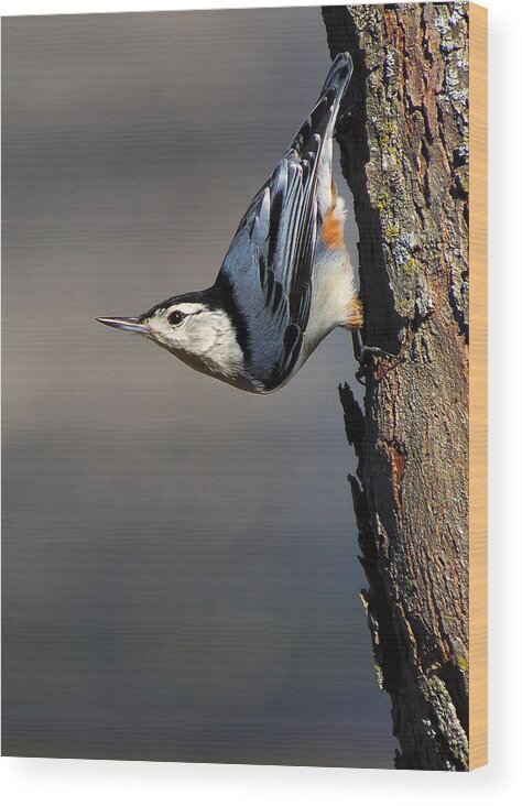 Bird Wood Print featuring the photograph White-Breasted Nuthatch by Bill and Linda Tiepelman