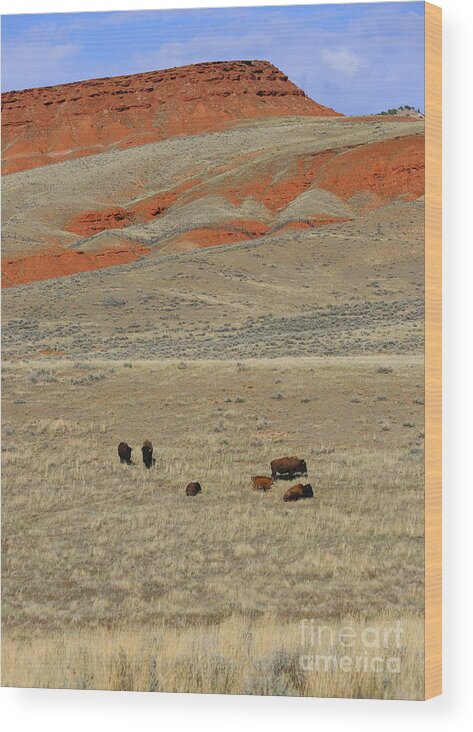Wyoming Wood Print featuring the photograph Wyoming Red Cliffs and Buffalo by Carol Groenen