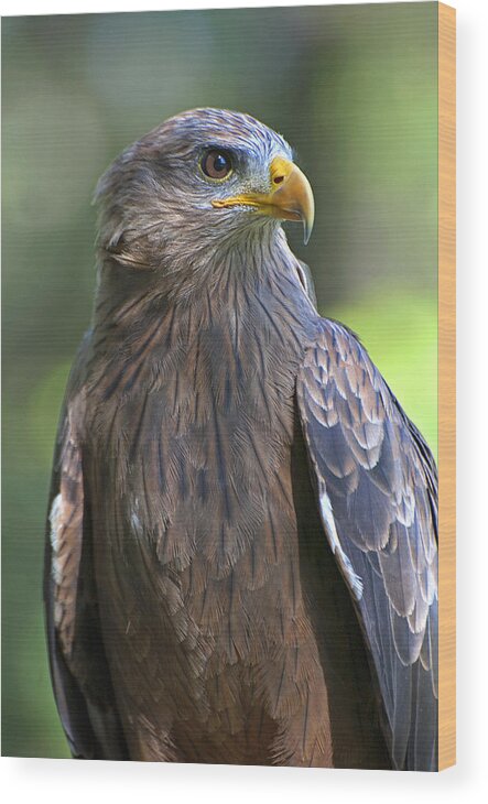 Birds Wood Print featuring the photograph Yellow-Billed Kite by Pat Exum
