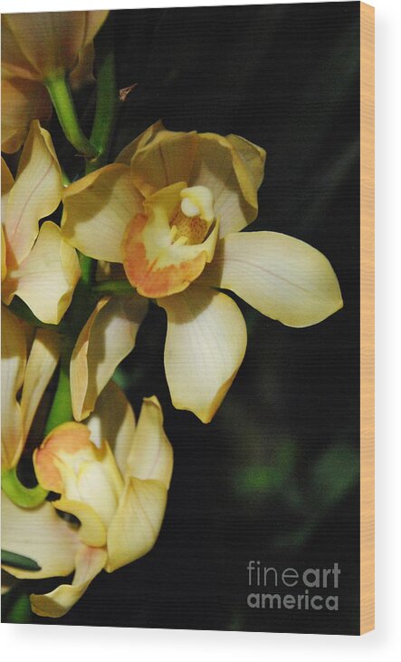 Flowers Wood Print featuring the photograph  Yellow Cymbidium by Jacqueline M Lewis