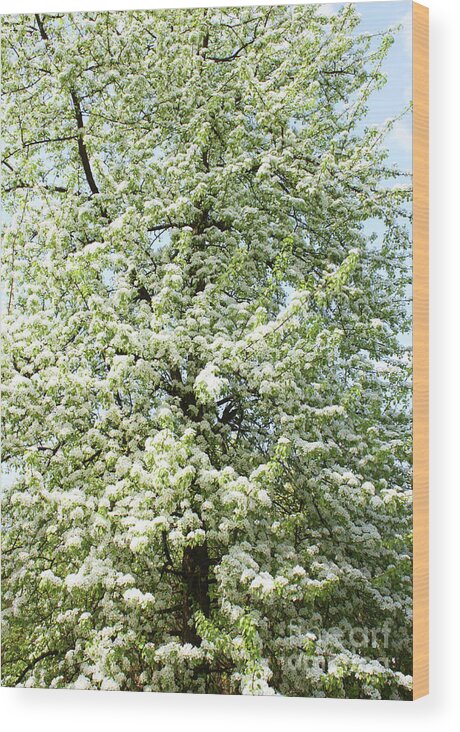 Spring Wood Print featuring the photograph Cherry tree in blossom #3 by Irina Afonskaya