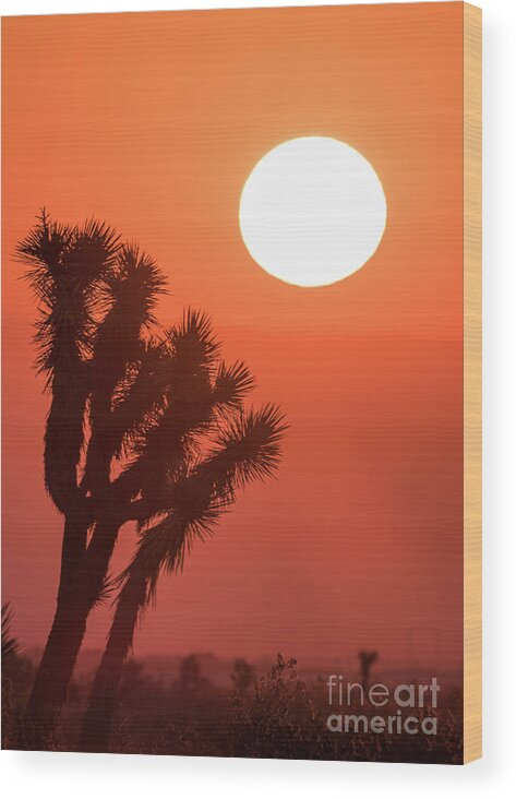 Tree Wood Print featuring the photograph Desert Sunrise by Vincent Bonafede