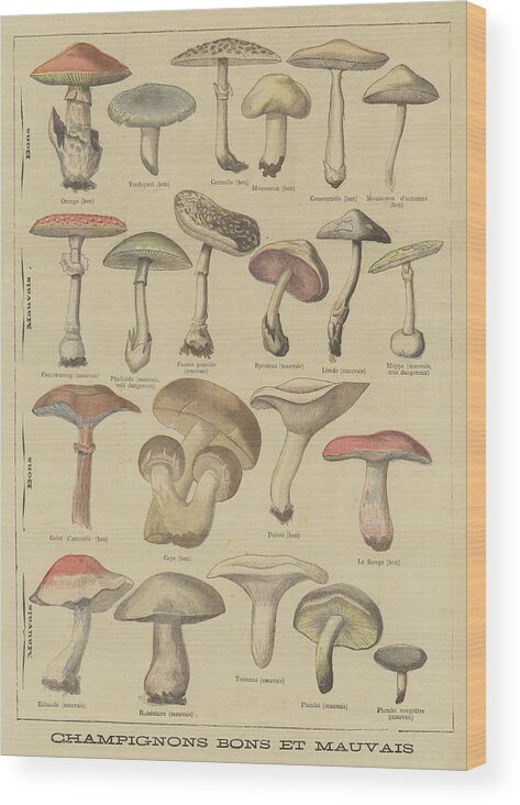 Food Wood Print featuring the drawing Edible and poisonous mushrooms by French School