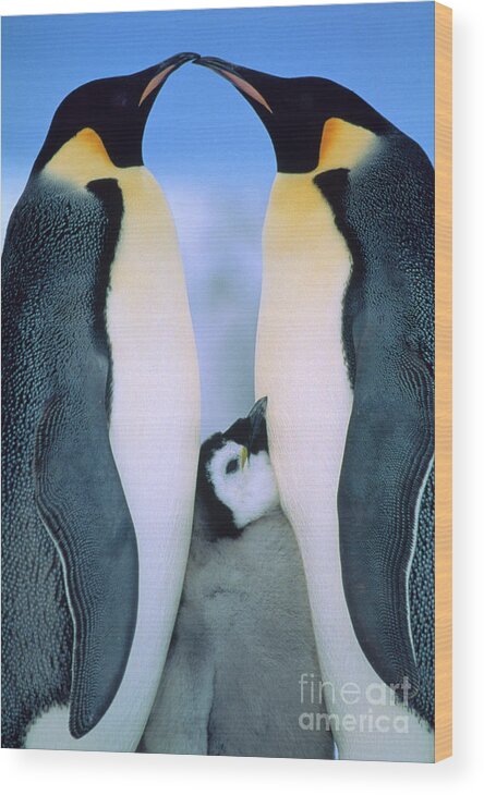 00140141 Wood Print featuring the photograph Emperor Penguin Family #1 by Tui de Roy