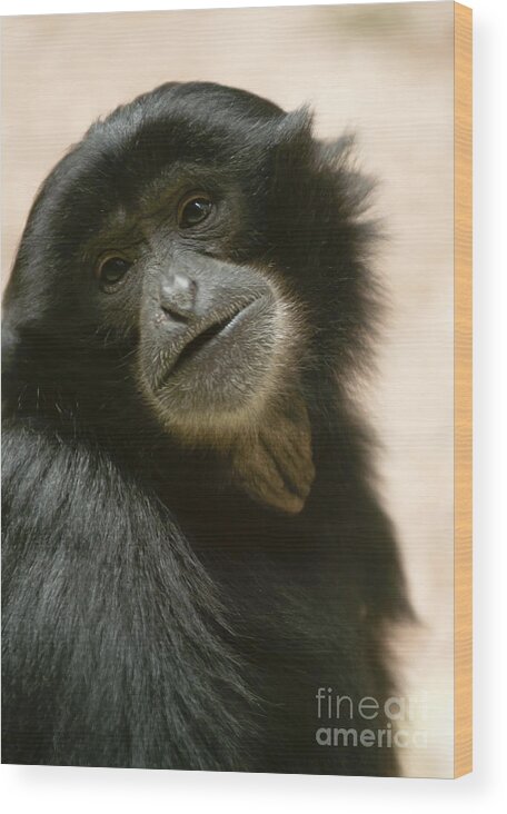 Asia Wood Print featuring the photograph Funky Gibbon #1 by Andrew Michael