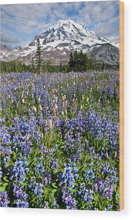 Alpine Wood Print featuring the photograph Meadow of Lupine Near Mount Rainier by Jeff Goulden