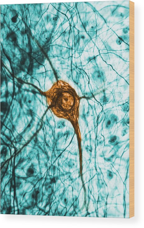 Cell Wood Print featuring the photograph Neuron, Tem #1 by Science Source