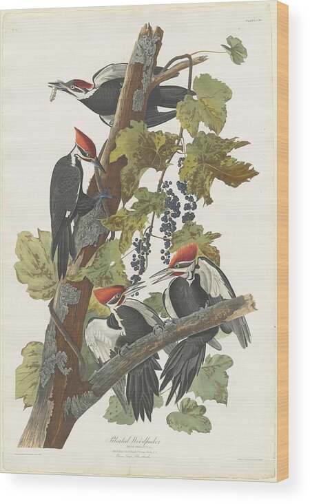 Audubon Wood Print featuring the drawing Pileated Woodpecker #1 by Dreyer Wildlife Print Collections 