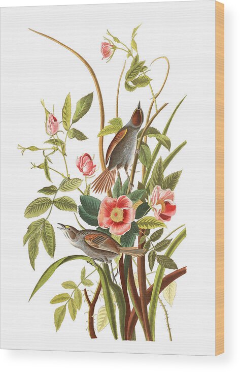 John James Audubon Wood Print featuring the photograph Pink Roses #1 by Munir Alawi