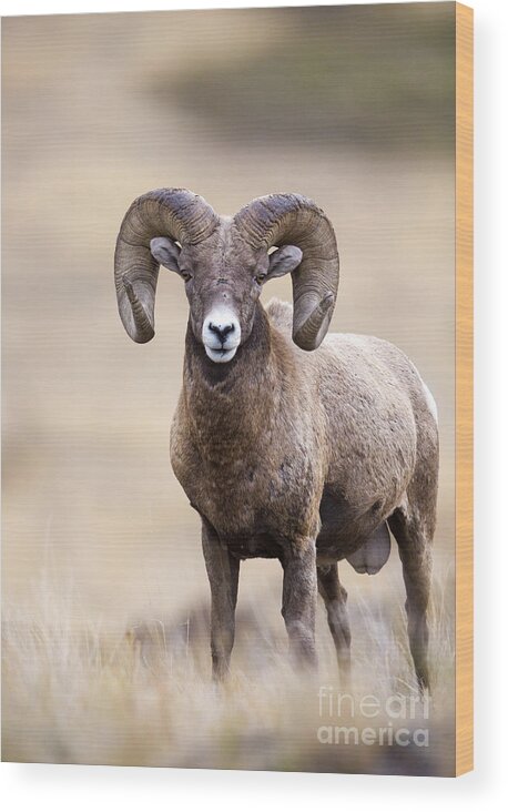 Sheep Wood Print featuring the photograph Ram Tough #1 by Douglas Kikendall