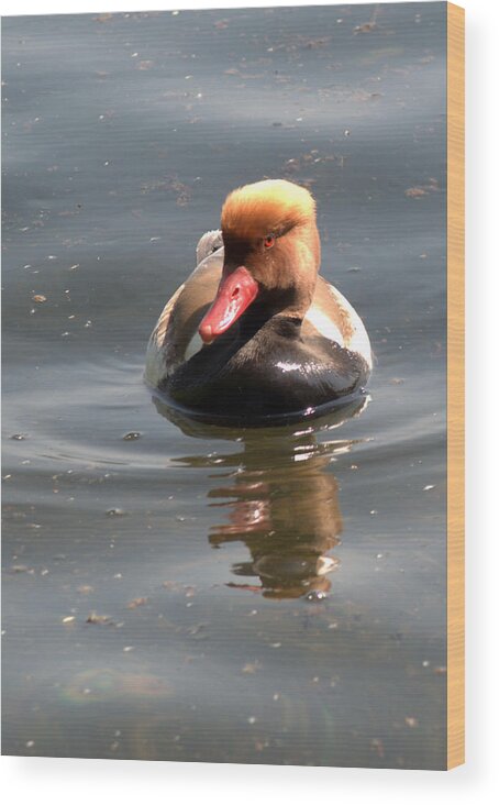 Pochard Wood Print featuring the photograph Red-Crested Pochard #1 by Chris Day