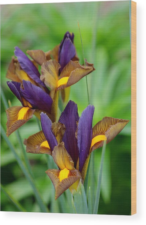 Tiger Irises Wood Print featuring the photograph Tiger Irises #1 by Living Color Photography Lorraine Lynch