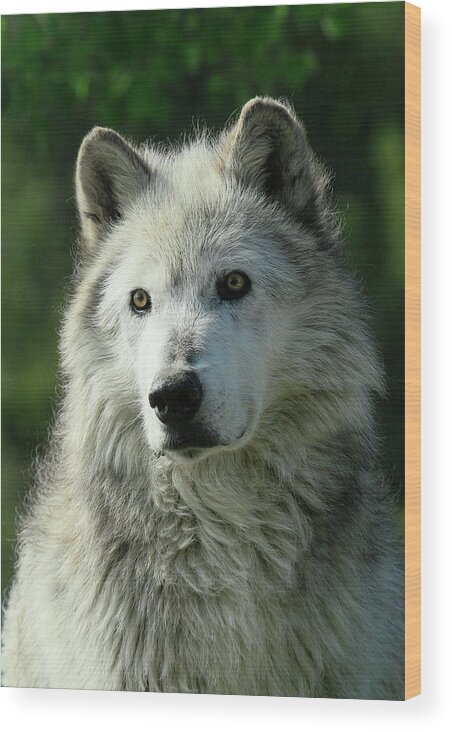 Grey Wolf Wood Print featuring the photograph Watchful Eyes #1 by Steve McKinzie