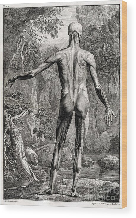 Science Wood Print featuring the photograph 18th Century Anatomical Engraving by Science Source