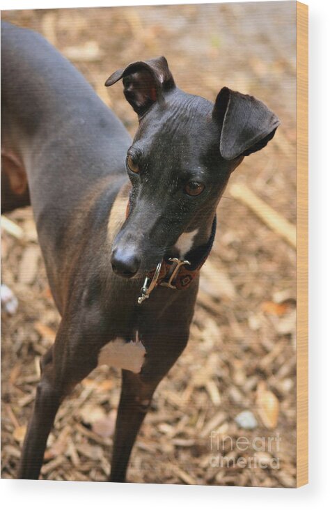 Editorial Wood Print featuring the photograph Italian Greyhound #3 by Angela Rath