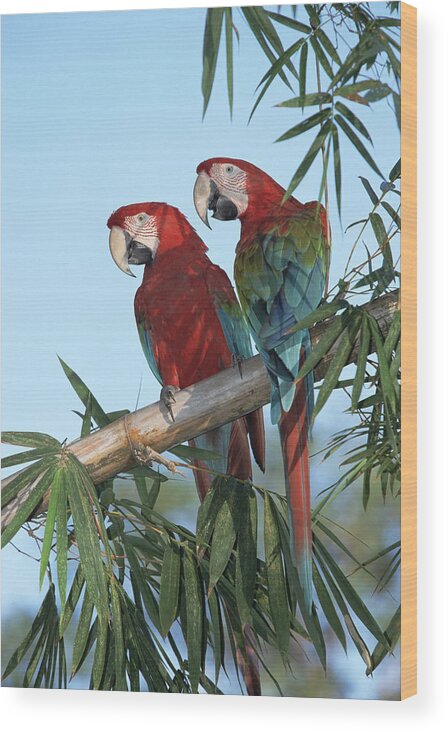 Mp Wood Print featuring the photograph Red And Green Macaw Ara Chloroptera by Konrad Wothe