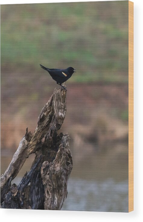 Jan Wood Print featuring the photograph Red-Winged Blackbird by Holden The Moment