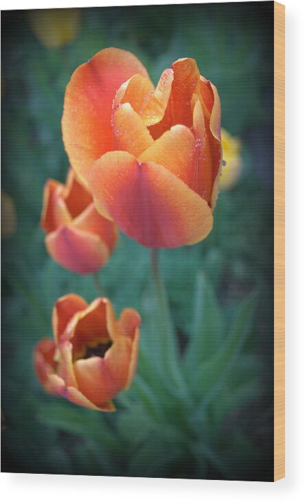 Orange Wood Print featuring the photograph Spring Tulips #2 by Nathan Abbott