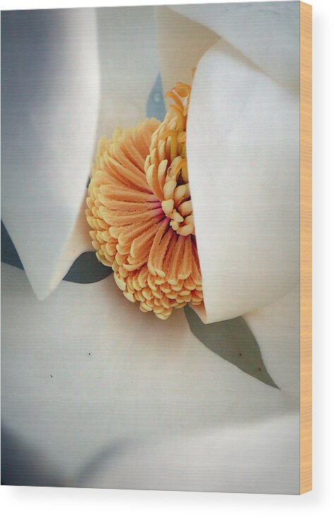 Magnolia Wood Print featuring the photograph Magnolia Blossom #3 by Farol Tomson