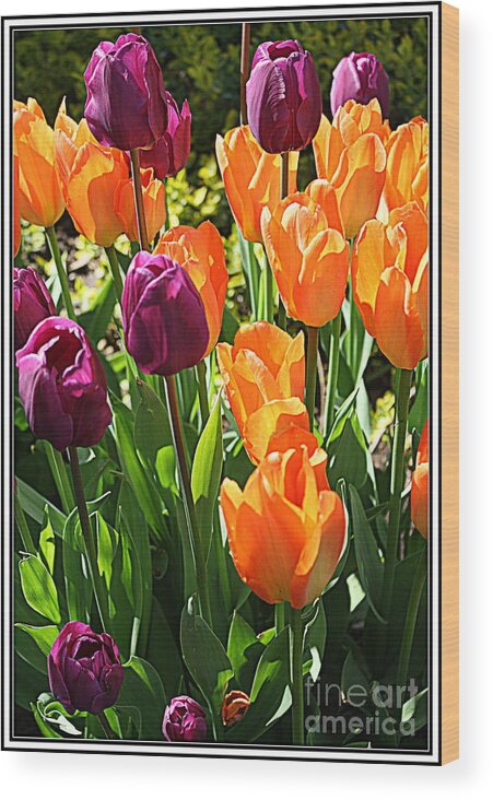 Tulips Wood Print featuring the photograph The Tulip Garden #1 by Dora Sofia Caputo