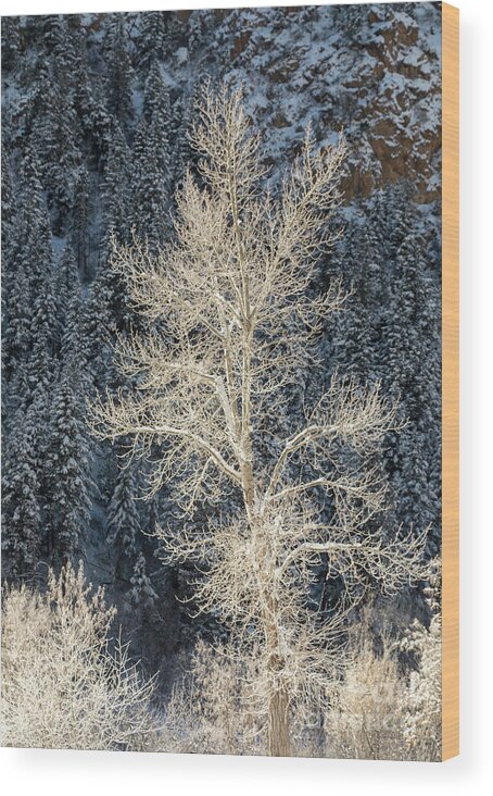 Glenwood Canyon Wood Print featuring the photograph Colorado Winter #5 by Jim West