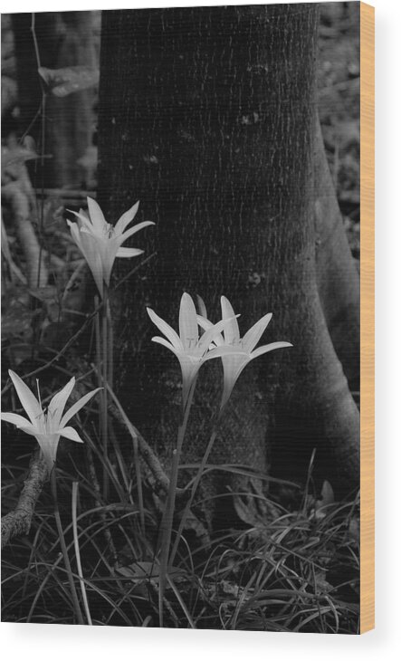 Lilies Wood Print featuring the photograph Swamp lilies #4 by David Campione