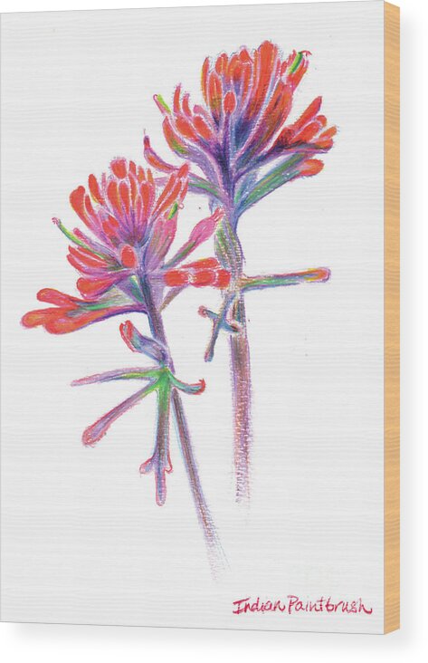 Indian Paintbrush Wood Print featuring the drawing 5x7paintbrush by Shelley Myers