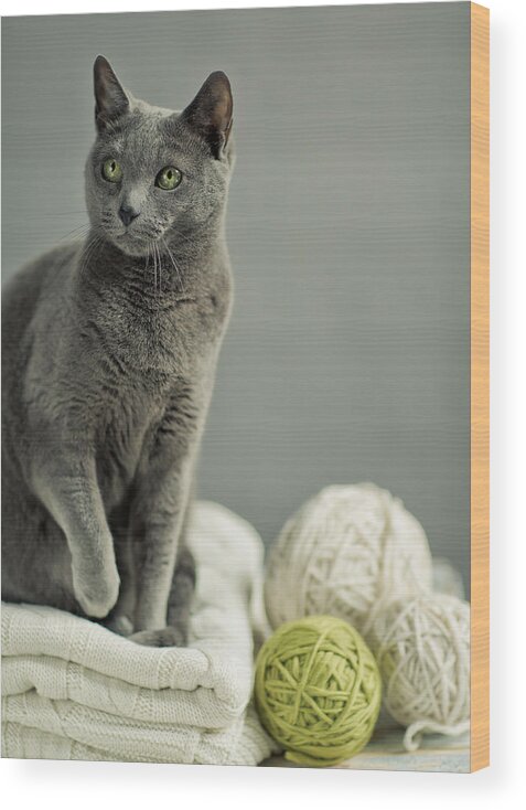 Purebred Wood Print featuring the photograph Russian Blue #6 by Nailia Schwarz
