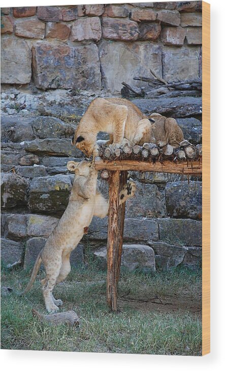 Ft. Worth Wood Print featuring the photograph Lioness and Cubs #9 by Kenny Glover