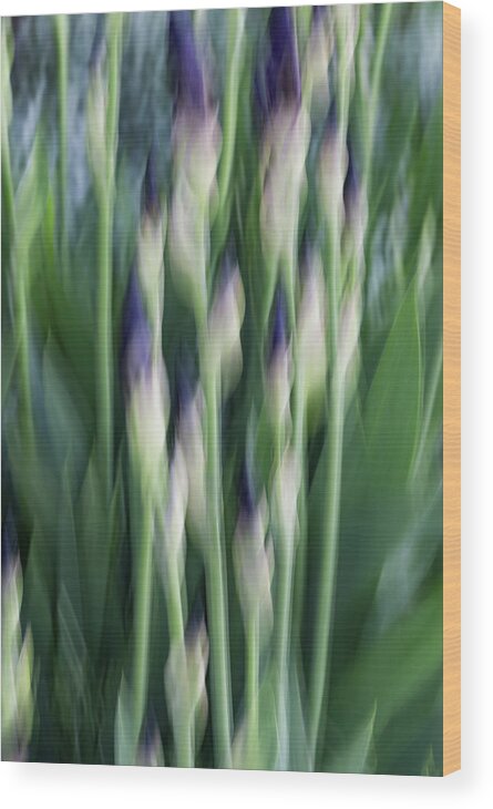 Iris Wood Print featuring the photograph About To Bloom by Deborah Hughes