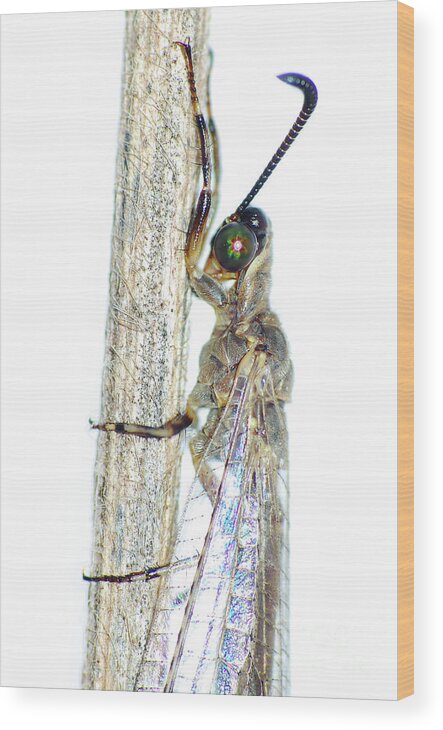 Bug Wood Print featuring the photograph Adult Ant Lion by Larah McElroy