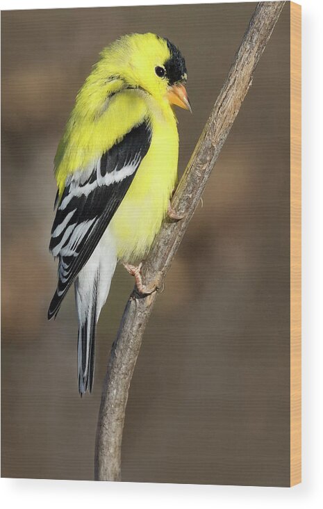 Bird Wood Print featuring the photograph America Goldfinch Glow by Art Cole