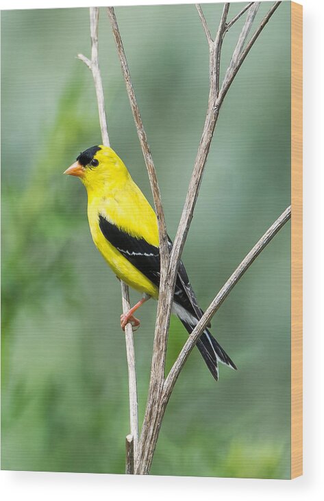 American Goldfinch Wood Print featuring the photograph American Goldfinch  by Holden The Moment