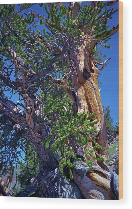 Bristlecone Pine Wood Print featuring the photograph Ancient Bristlecone Pine Tree Composition 3, Inyo National Forest, White Mountains, California by Kathy Anselmo