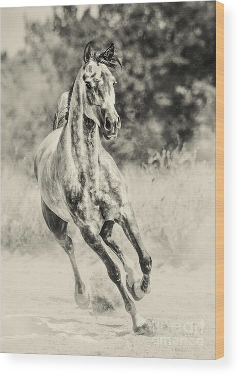 Horse Wood Print featuring the photograph Arabian horse running on sunny meadow by Dimitar Hristov