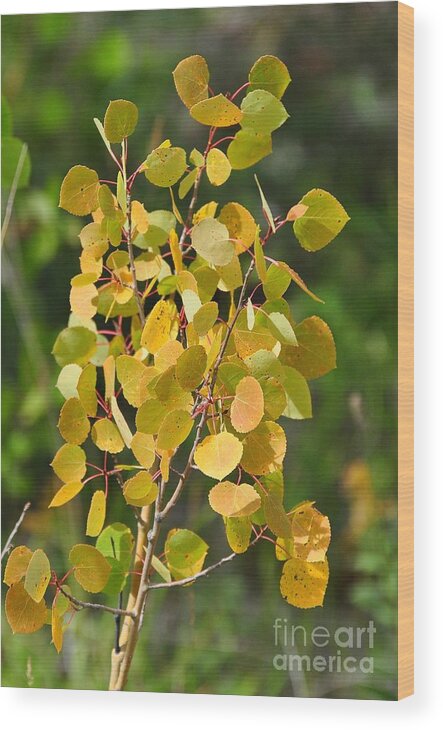 Trees Wood Print featuring the photograph Aspen leaves by D Nigon