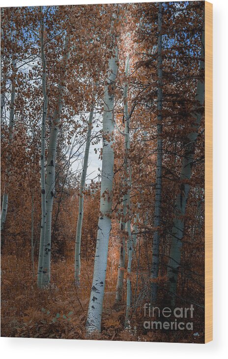 Aspen Wood Print featuring the photograph Aspen Trees Ryan Park Wyoming by Blake Webster