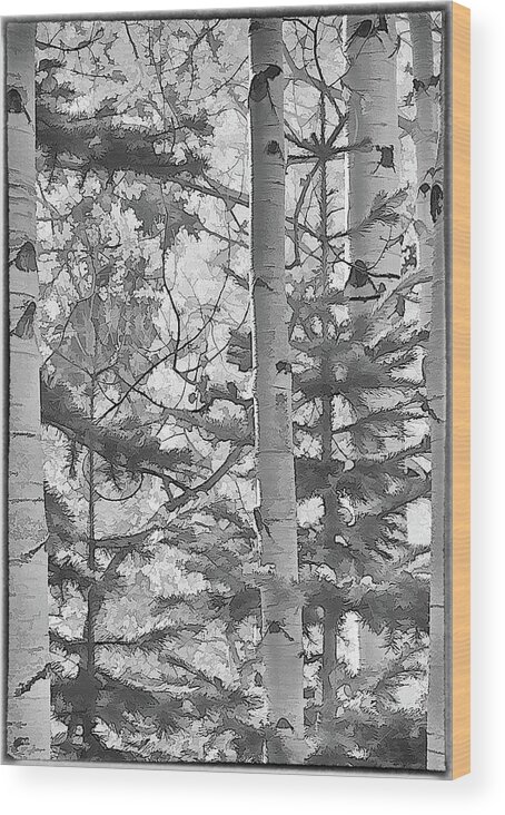  Trees Wood Print featuring the photograph Aspens in black and white by Charles Muhle