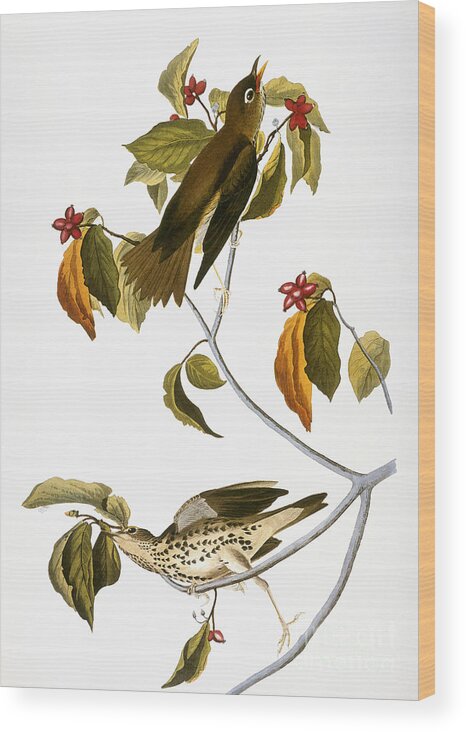 1838 Wood Print featuring the photograph Audubon: Thrush by Granger
