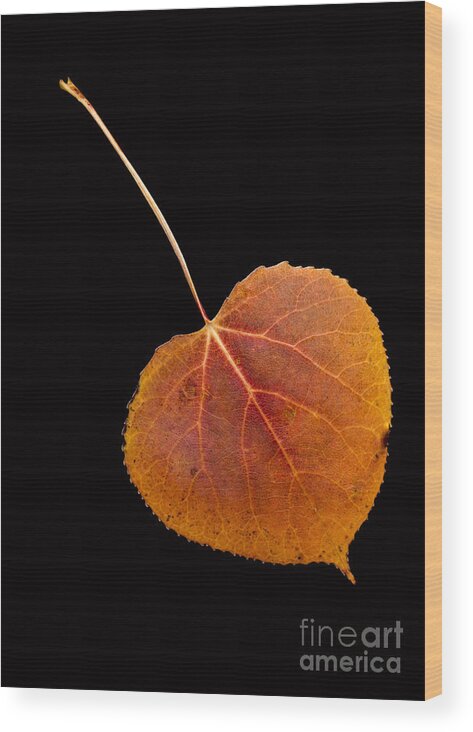Autumn Wood Print featuring the photograph Autumn Leaf by Edward Fielding
