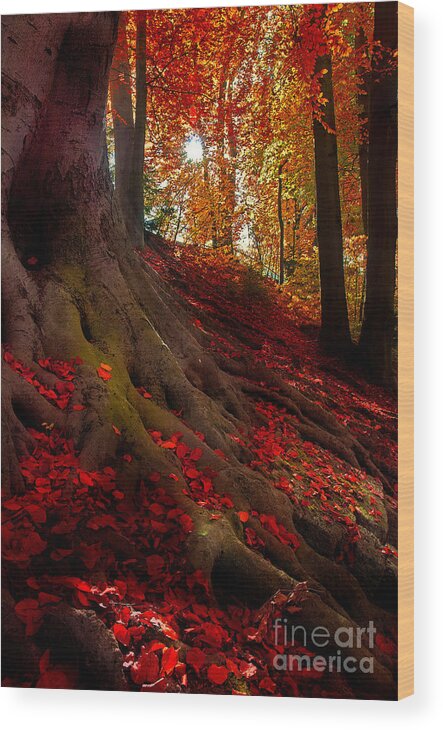 Autumn Wood Print featuring the photograph Autumn Light by Hannes Cmarits