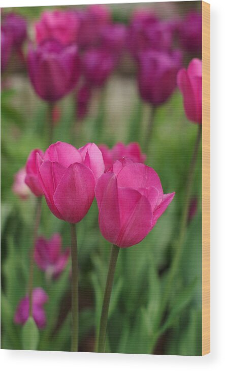 Tulips Wood Print featuring the photograph Awww Honey by Linda Mishler