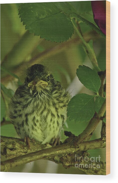 In Focus Wood Print featuring the photograph Baby Chipping Sparrow by Deborah Johnson