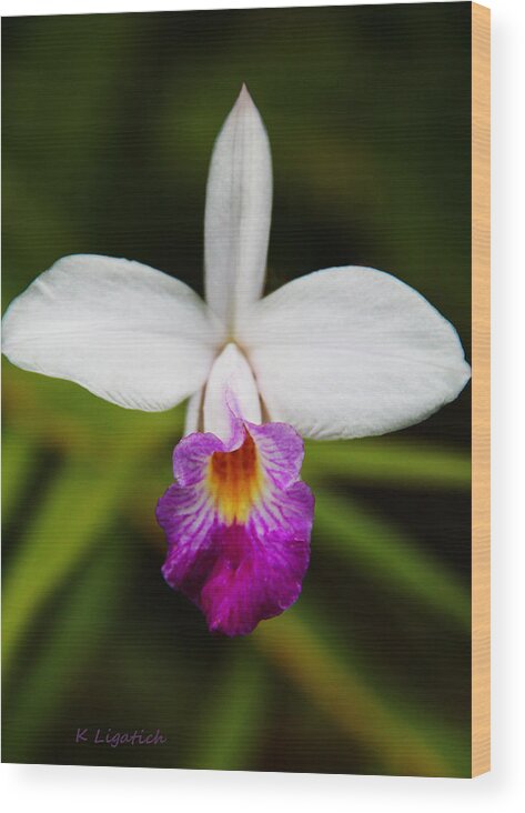 Orchid Wood Print featuring the photograph Bamboo Orchid by Kerri Ligatich