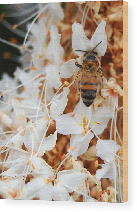 Flower Wood Print featuring the photograph Bee on Flowers 2 by Amy Fose